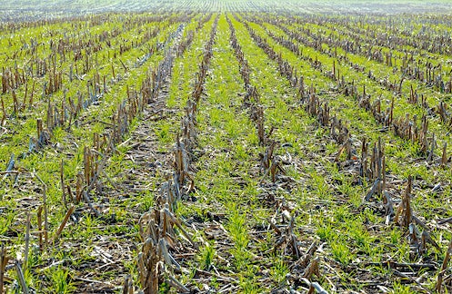 Rye cover crop planted in corn field
